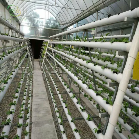 Instalação Hidropônica Especial de Produção Especializada de Tomate para Cultivo